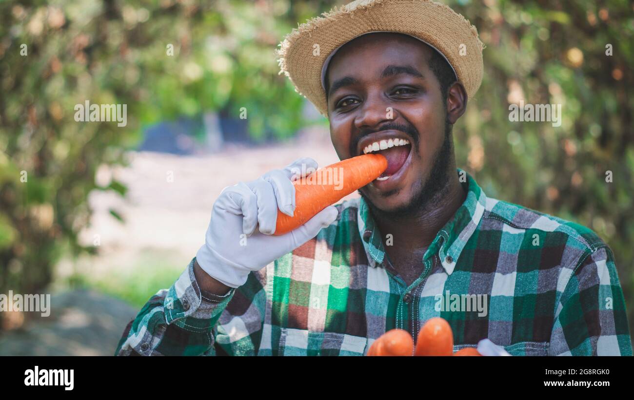 Contadino africano sta mangiando e mordere carote deliziose in una fattoria biologica Foto Stock