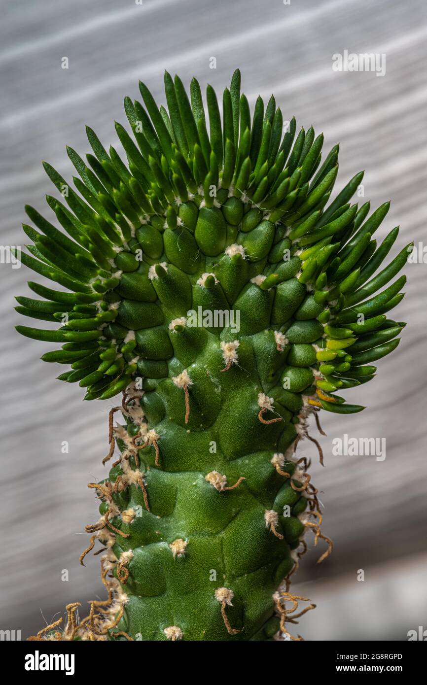 Opuntia Cactus stelo e foglie (Opuntia cylindrica horrida) Foto Stock