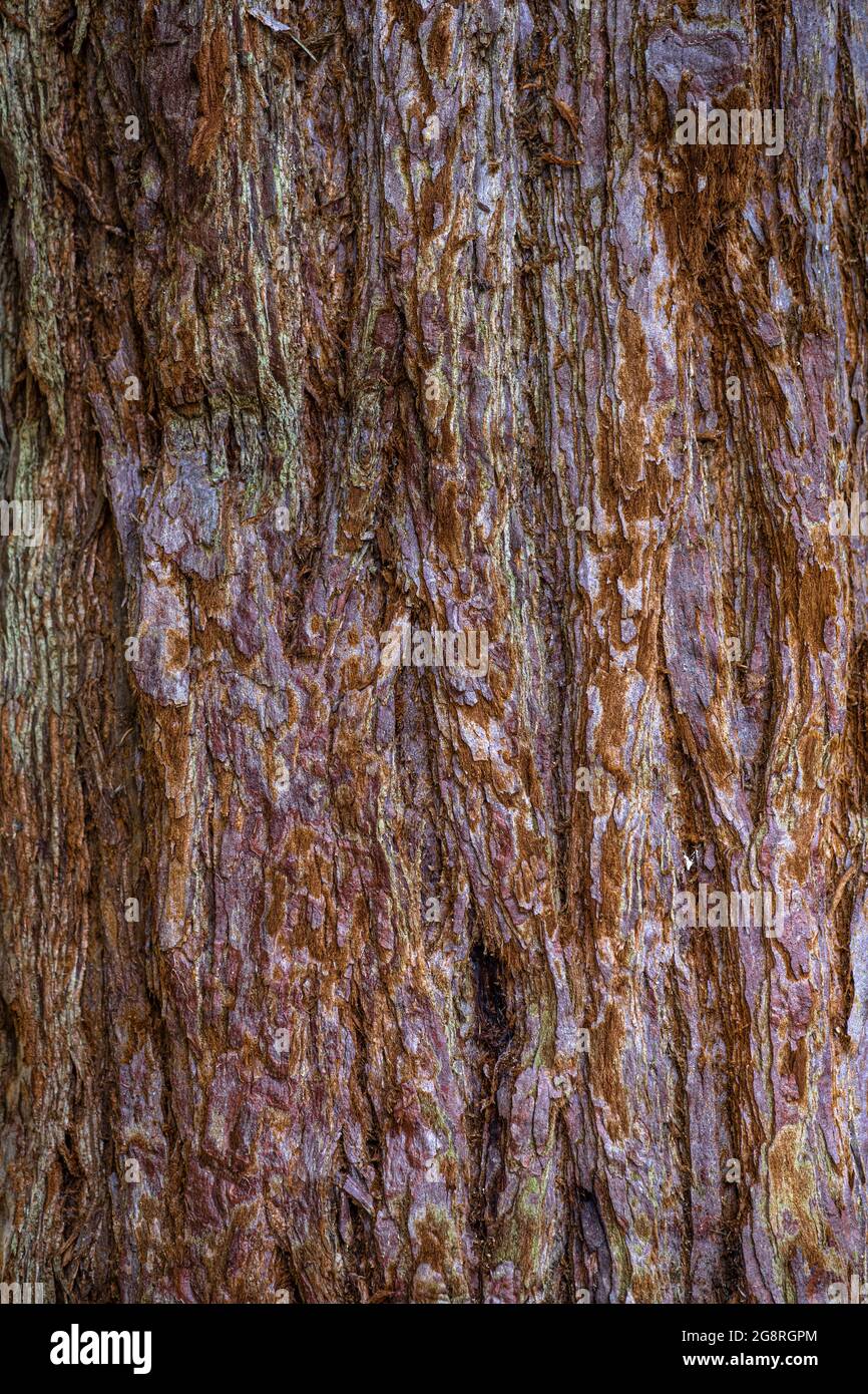 Corteccia di sequoie giganti (Sequoiadendron giganteum) Foto Stock
