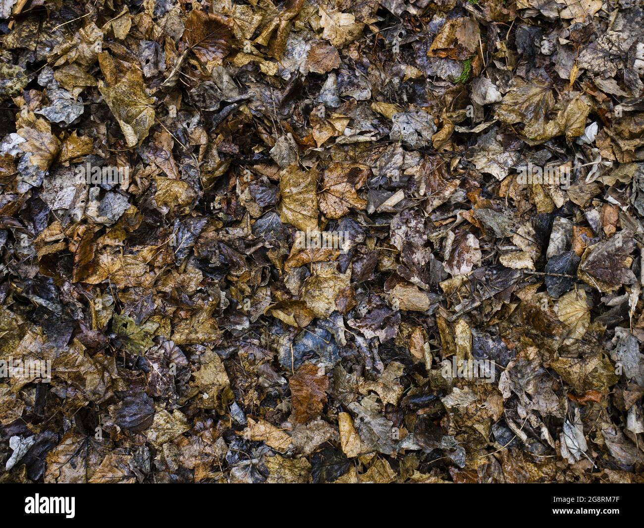 Autunno foglie caduta e fogliame dopo la pioggia in un parco cittadino. Foglie testurizzate bagnate. Sfondo romantico. Sfondo grigio marrone. Foto Stock