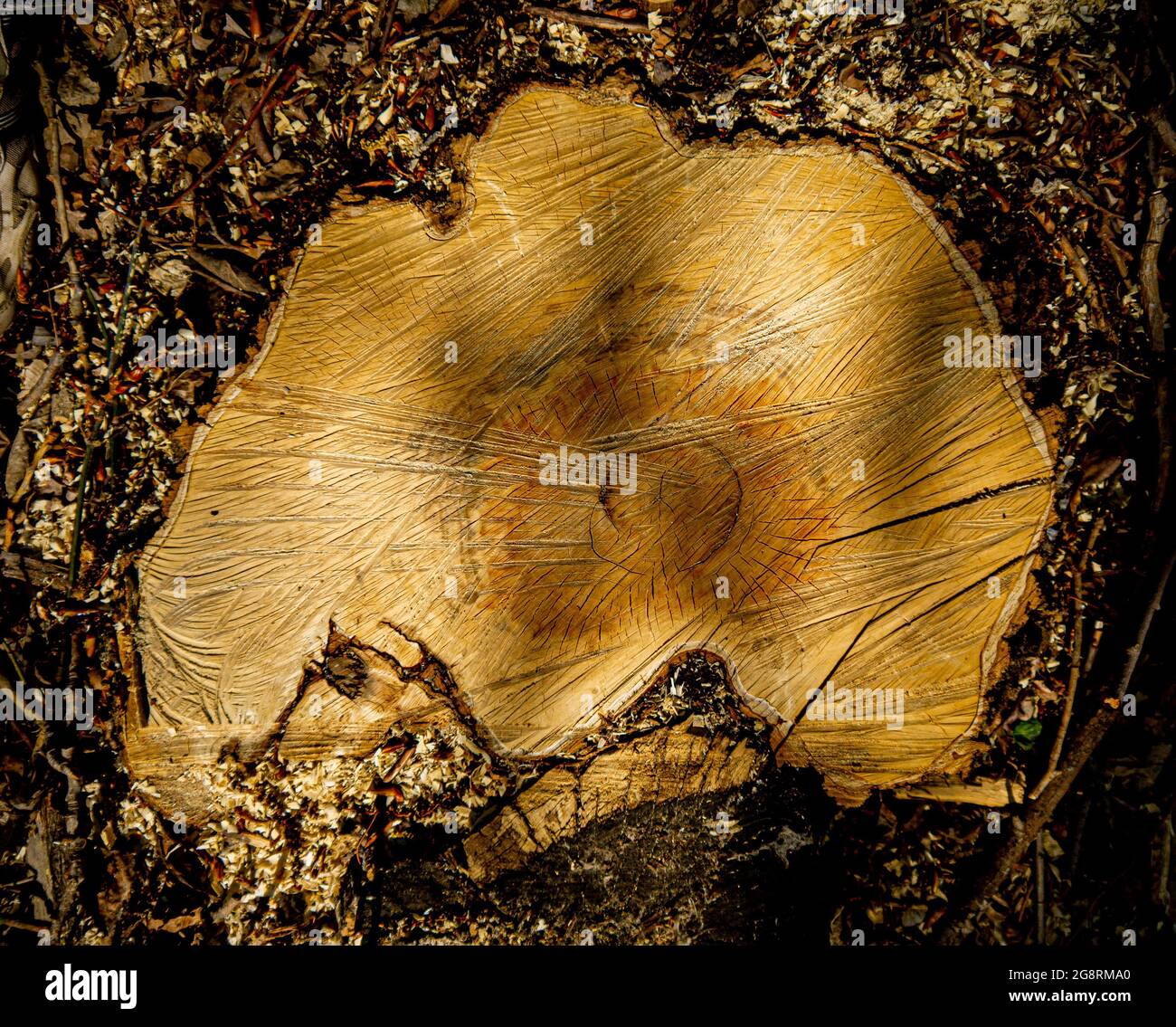 Una sezione trasversale fresca di un vecchio albero largo. Pulire la foresta da alberi vecchi che non danno spazio libero per la nuova crescita di alberi. Foto Stock