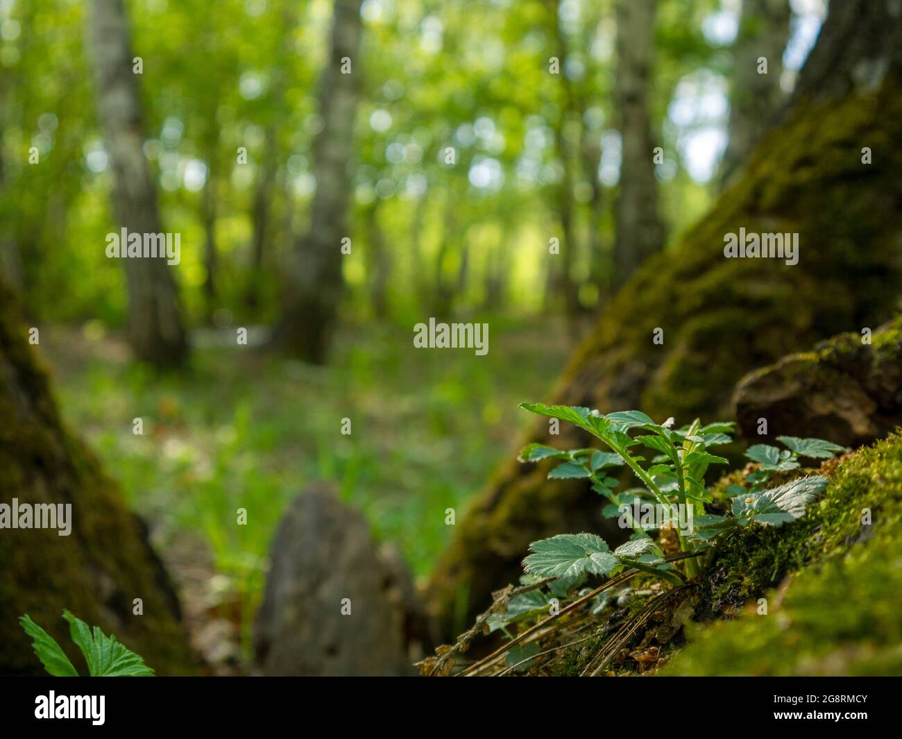 Piante sceniche nella foresta selvaggia a mezzogiorno. Atmosfera di paesaggio naturale vergine e paesaggistico lontano dalla civiltà. Foto Stock