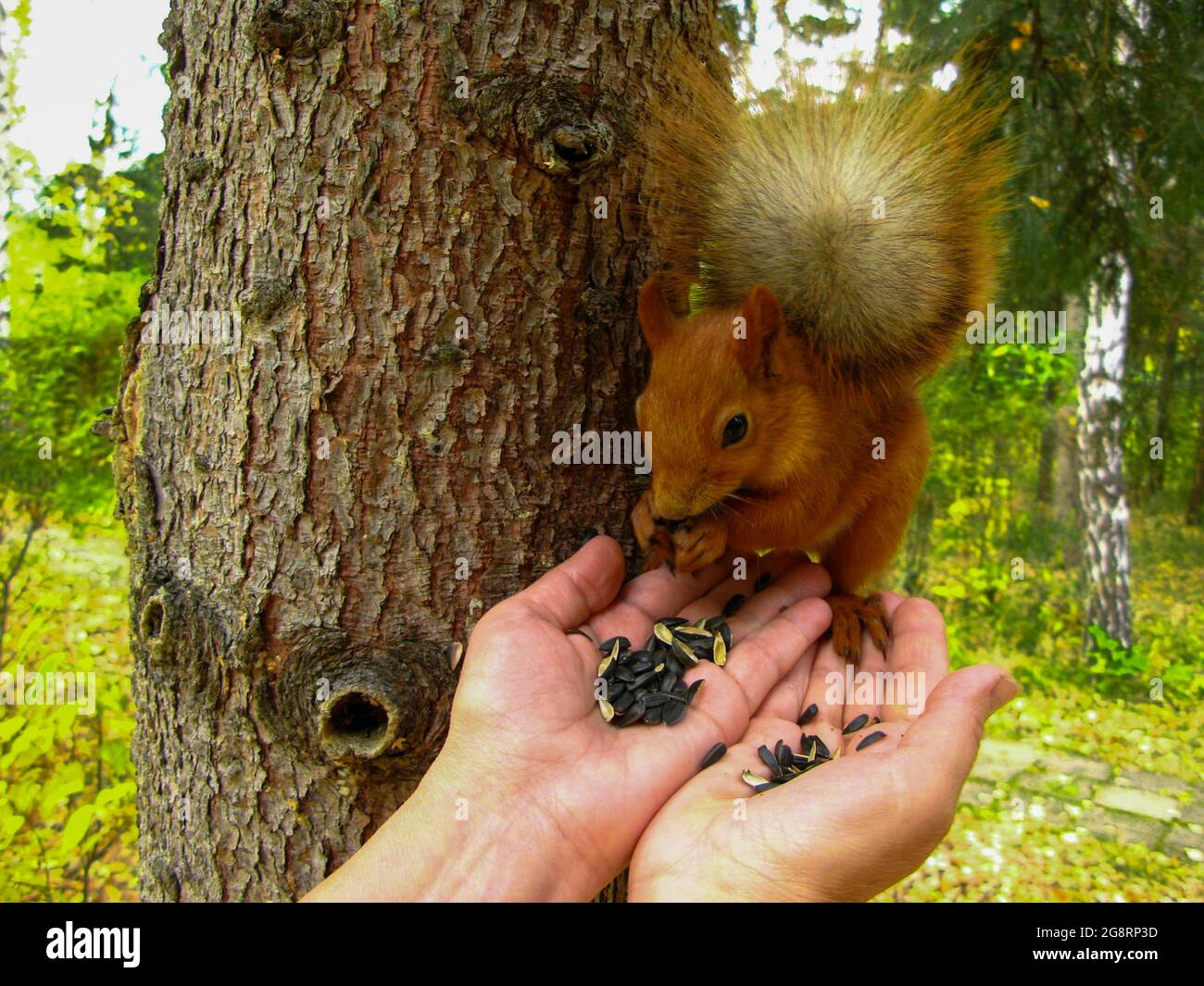 Lo scoiattolo mangia i semi di girasole dalle mani umane. Il concetto di ecologia e tutela ambientale. Foto Stock
