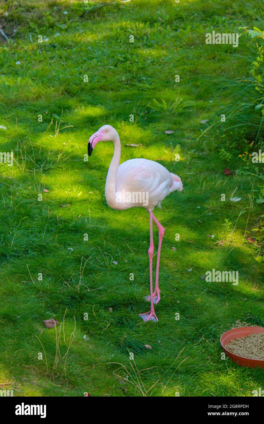 Uccello Flamingo in piedi sullo sfondo di erba verde al sole. Un uccello migratorio rosa fenicottero alimentato dagli abitanti della zona. Foto Stock