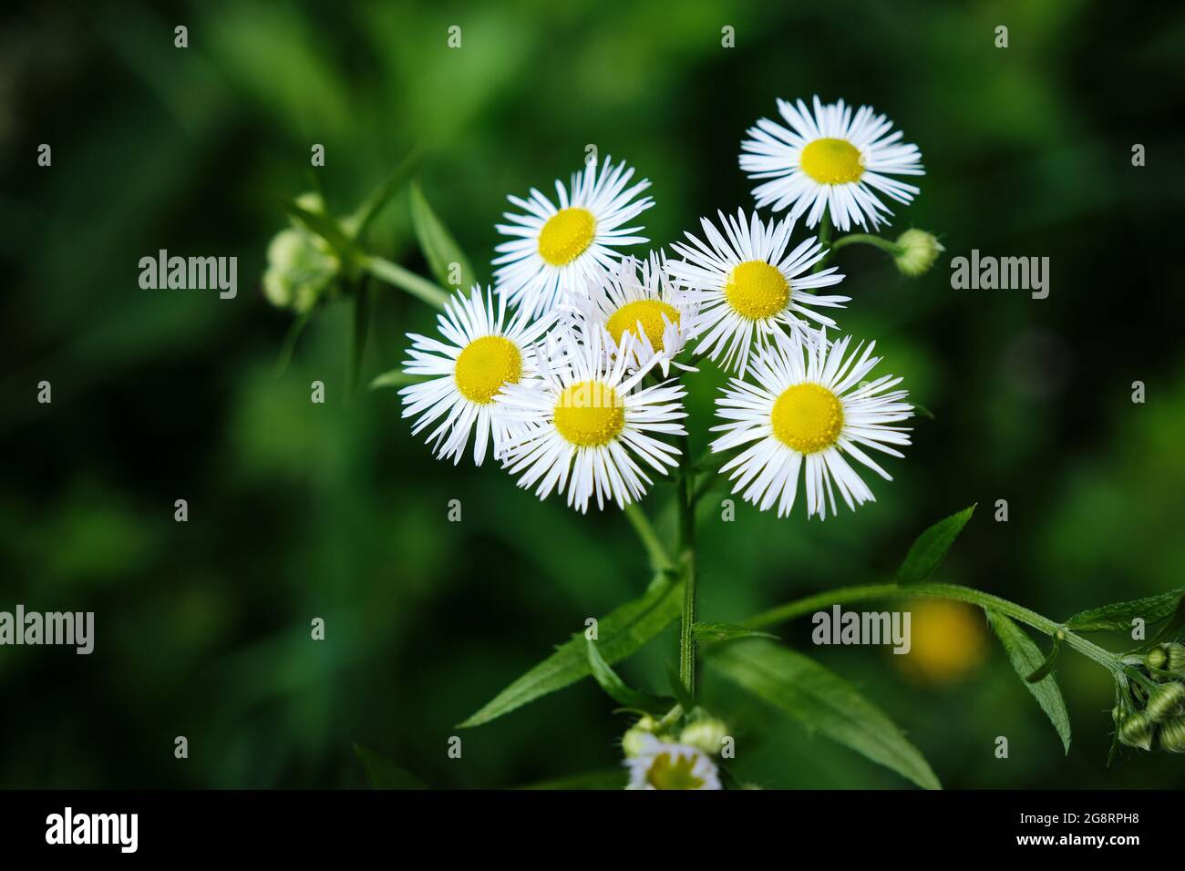 Closeup di Erigeron annuus, annuale fleabane o Erigeron annuus o Daisy fleabane o orientale Daisy fleabane erbaceous con verde scuro unsharp Foto Stock