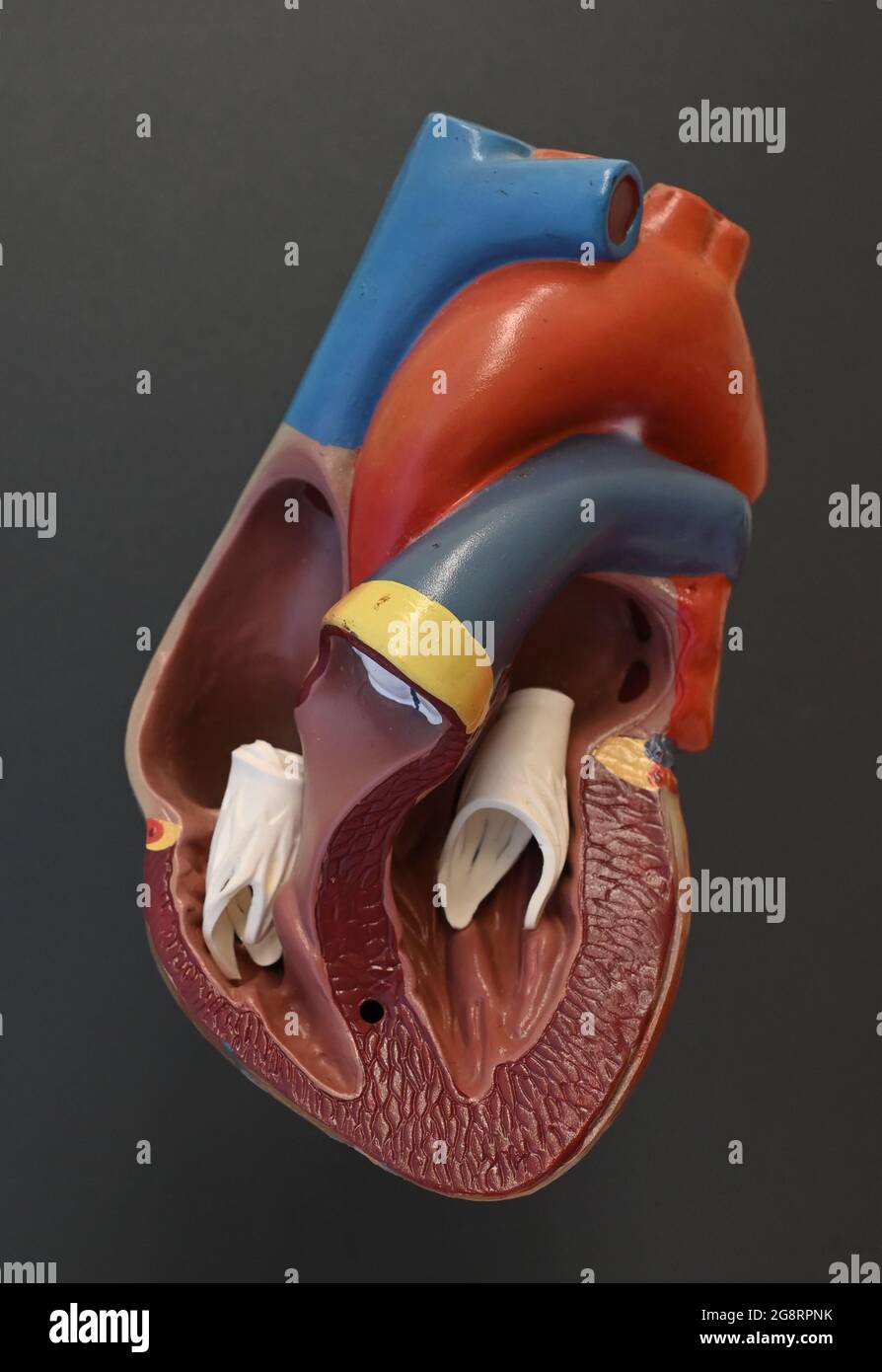 Modello cardiaco con vista delle camere cardiache, dei grandi vasi sanguigni e delle valvole cardiache Foto Stock