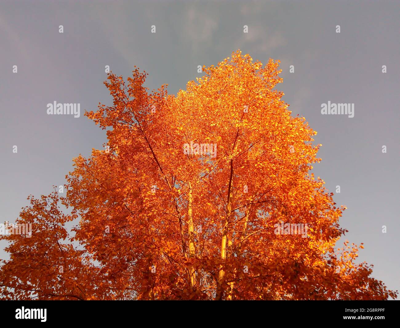 Corone arancioni e rosse di alberi d'autunno contro il cielo. Luminoso fogliame autunnale multicolore su enormi pioppi nel parco. Foto Stock