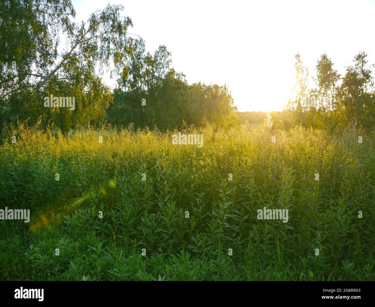 Il sole luminoso del mattino sopra la fitta erba verde prato. Il concetto di zen-relax ecologico della fauna selvatica. Foto Stock
