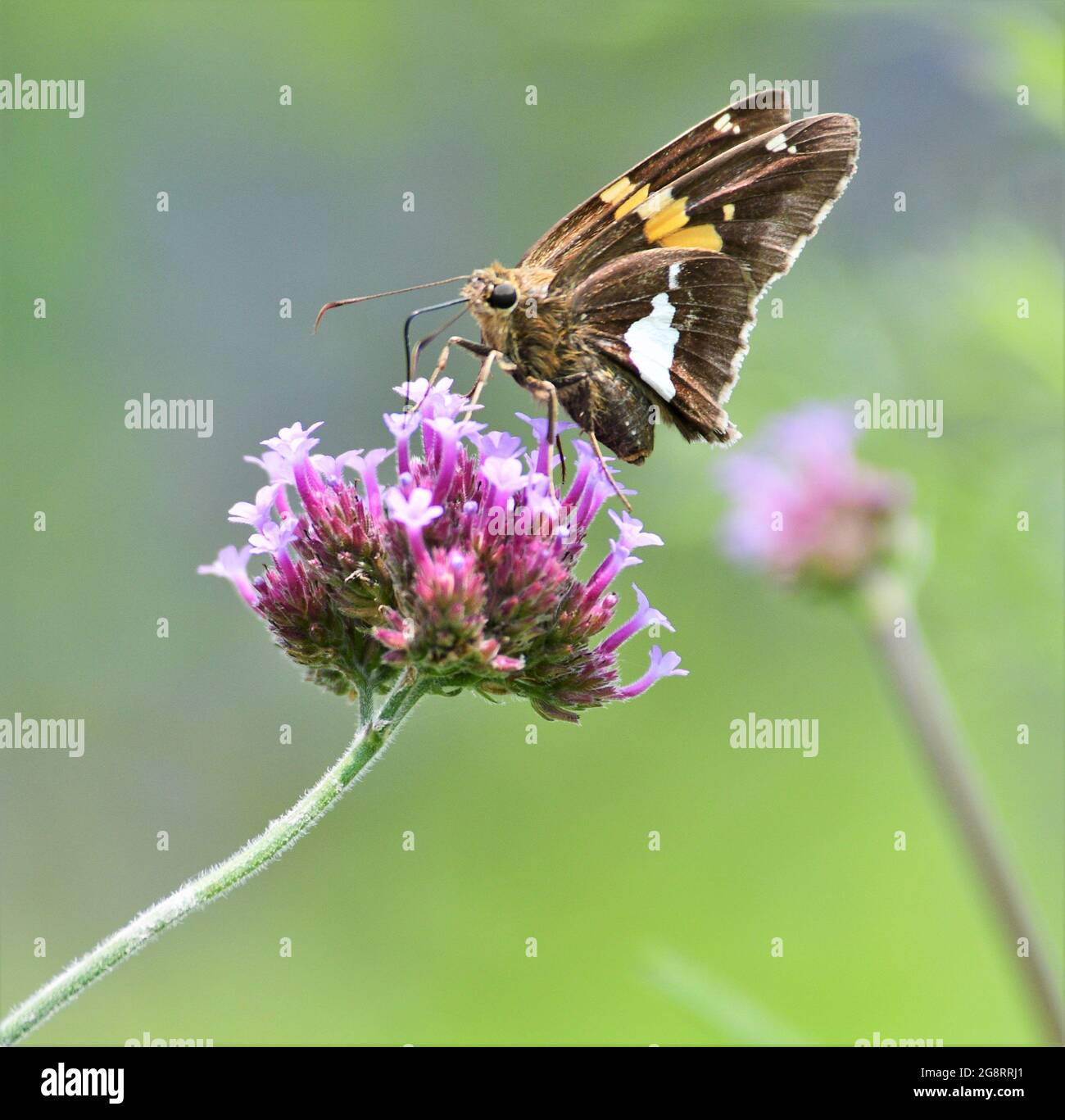 Splendido skipper argentato su una fioritura vervana a cielo storto. Foto Stock