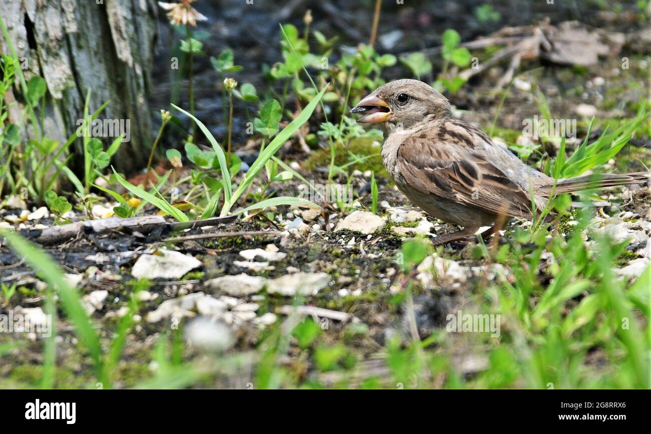 Passera di casa femminile che mangia un seme di girasole Foto Stock