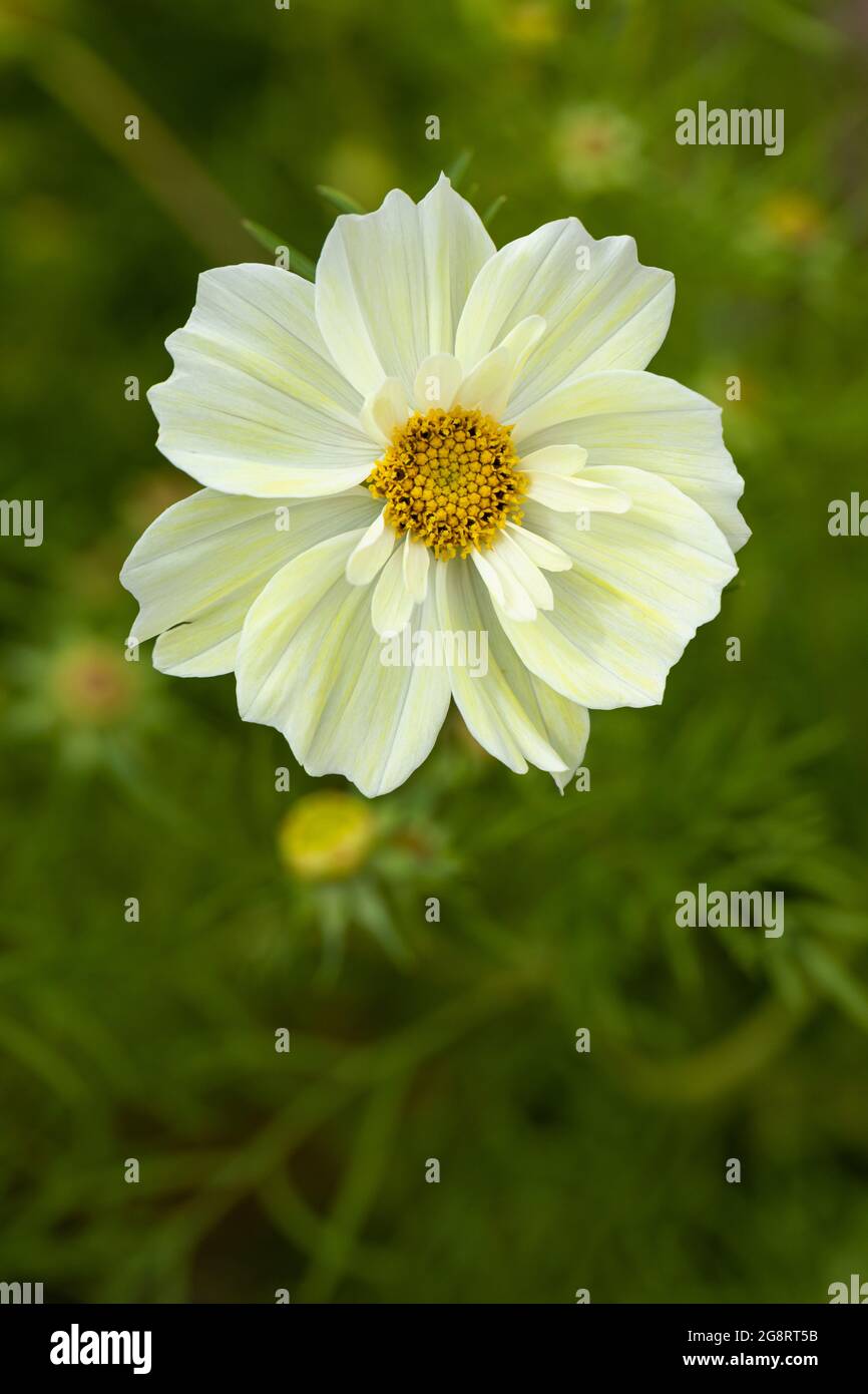 Primo piano di Cosmos bipinnatus Xanthos un bel giardino giallo pallido annuale fioritura durante l'estate nel Regno Unito Foto Stock