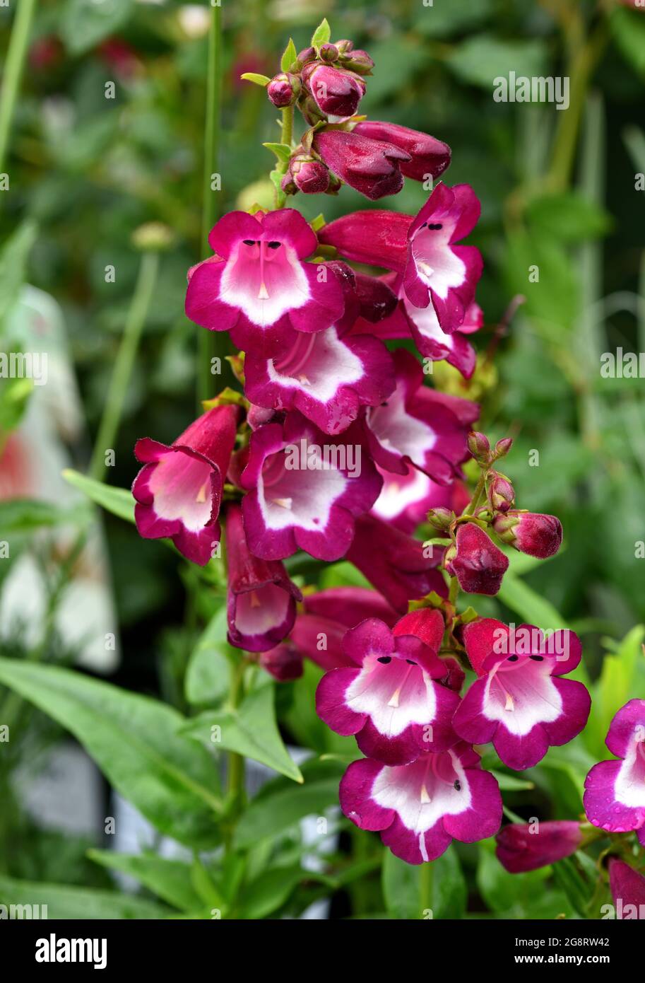 Un fiore rosa punta di Penstemon Phoenix Violet. Foto Stock