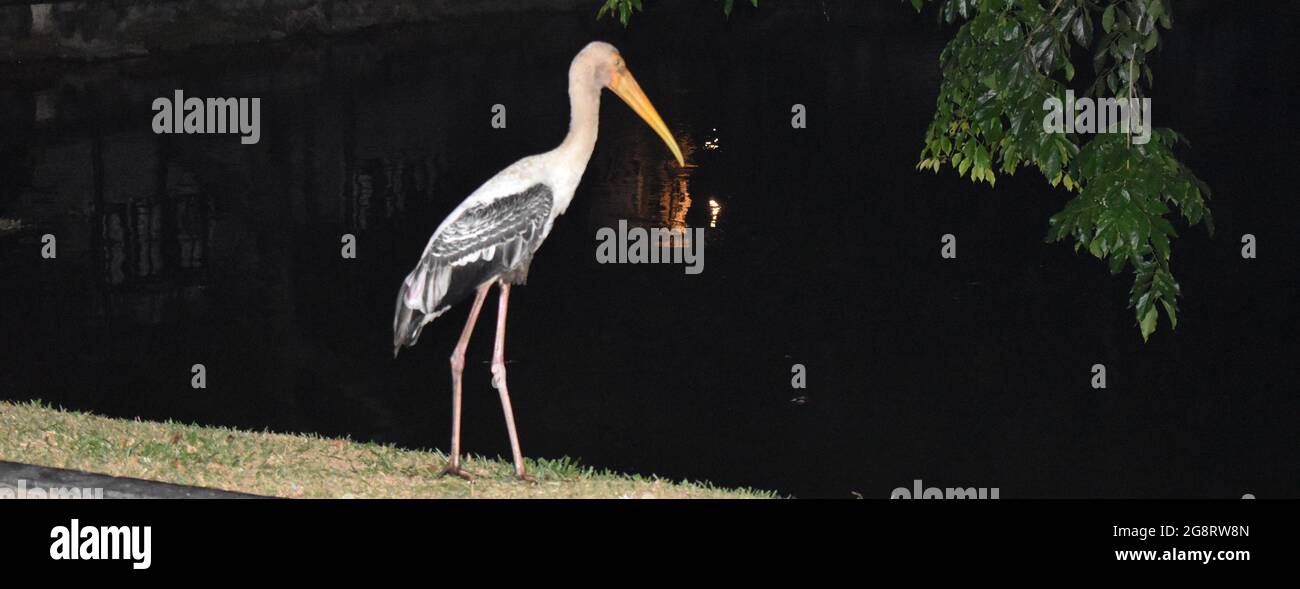 Le cicogne sono uccelli vampolieri a collo lungo, grandi, con lunghe e lunghe bollette. Appartengono alla famiglia Ciconiidae, e costituiscono l'ordine Ciconiiformi. I Ciconiformes includevano in precedenza un certo numero di altre famiglie, come gli aironi e gli stibes, ma quelle famiglie sono state trasferite ad altri ordini. Colombo, Sri Lanka. Foto Stock