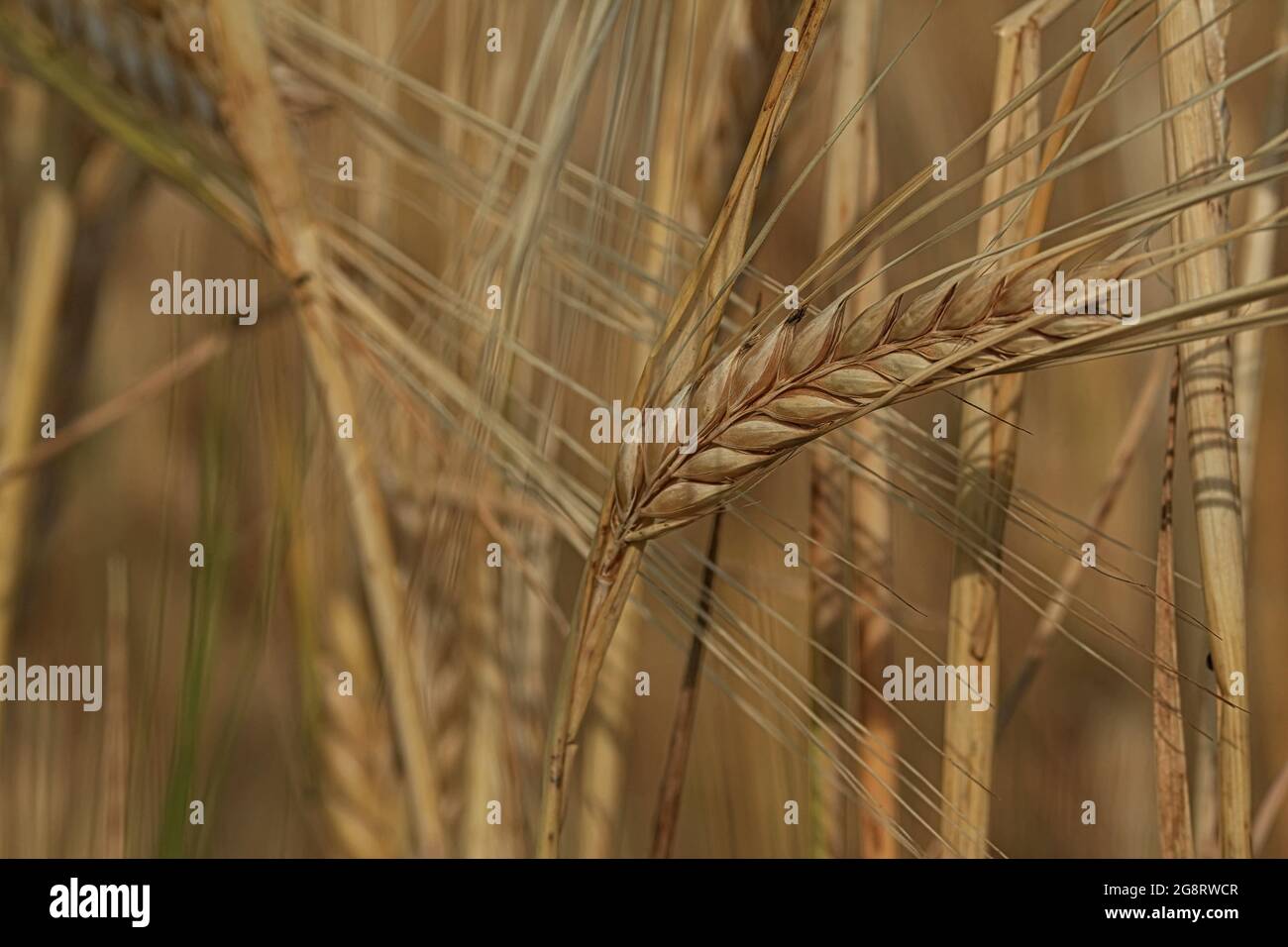 Un orecchio giallo dorato di orzo primo piano in un campo in una giornata di sole. Hordeum vulgare, Barley. Spazio di copia. Raccolta dell'orzo. Orecchio dorato maturo di orzo. Foto Stock