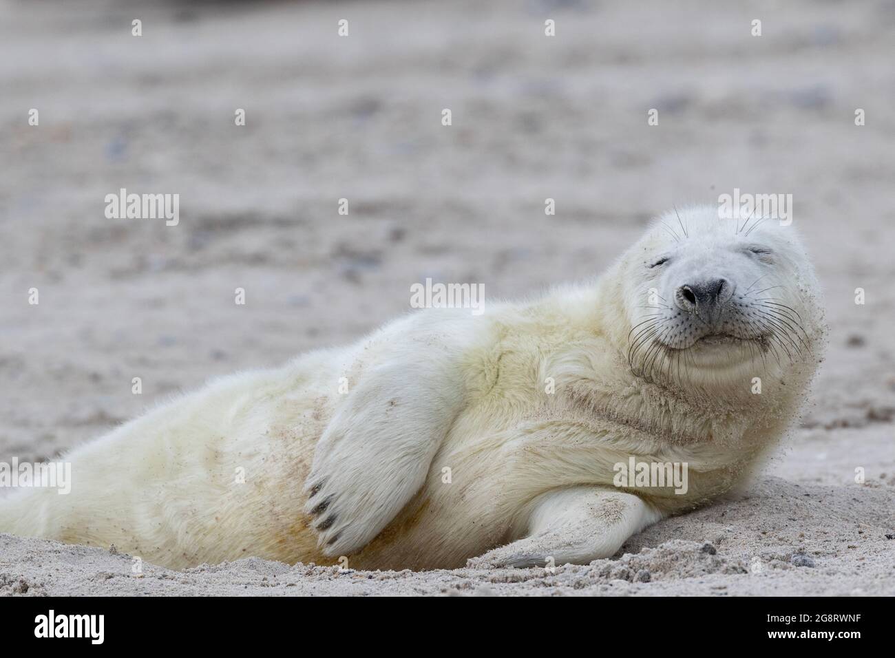Un cucito che giace nella sabbia, chiude gli occhi e si rilassa. Foto Stock