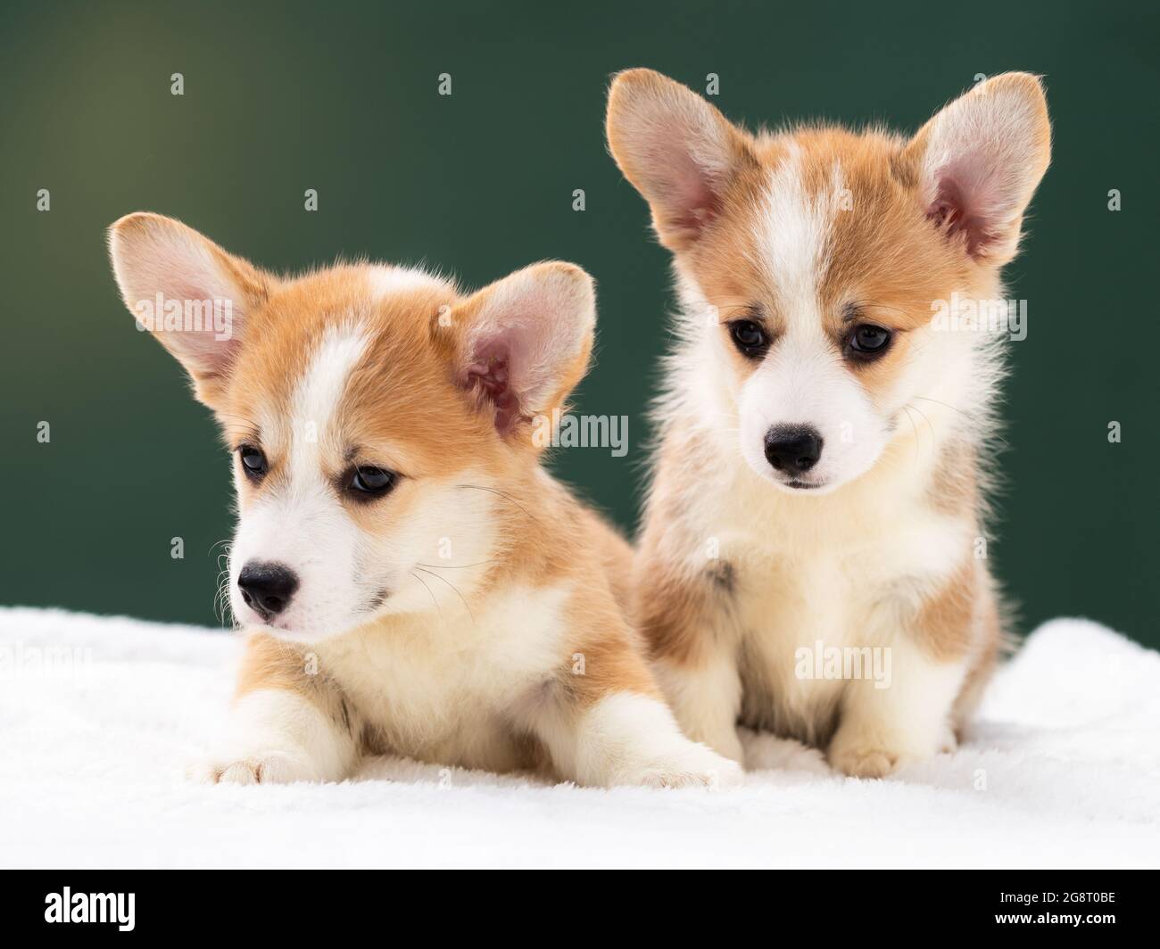 Pembroke gallese Corgi cane fuori Foto Stock