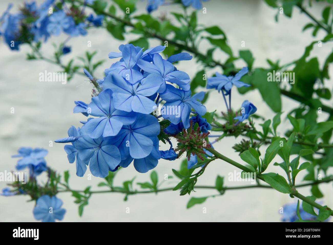 Phlox divaricata, arbusto decorativo con fiori blu in fiore. Anche bussare come il flox blu selvaggio, flox boscoso, o anche william dolce selvaggio, fiore Foto Stock