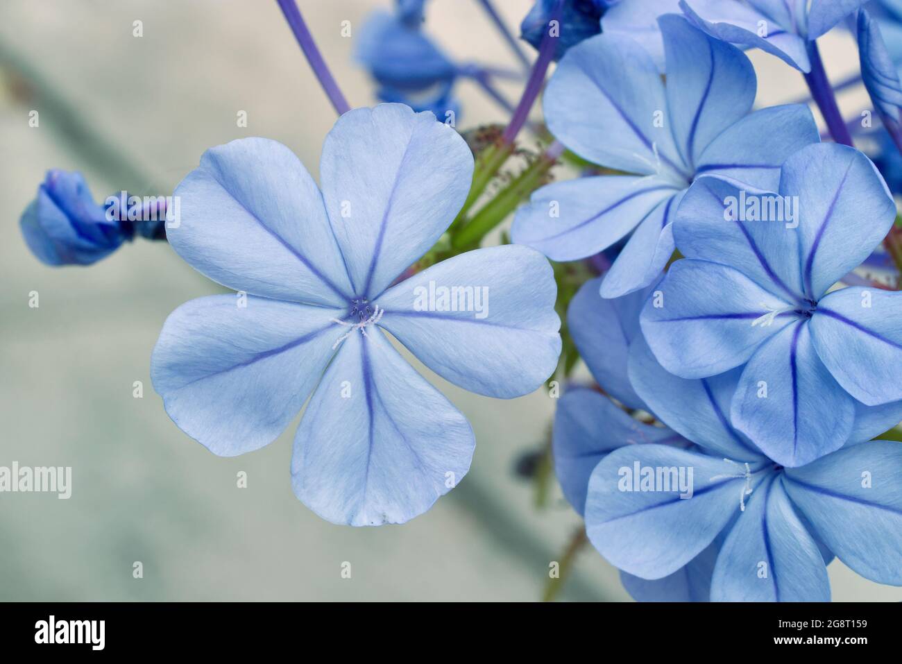 Phlox divaricata, arbusto decorativo con fiori blu in fiore. Anche bussare come il flox blu selvaggio, flox boscoso, o anche william dolce selvaggio, fiore Foto Stock