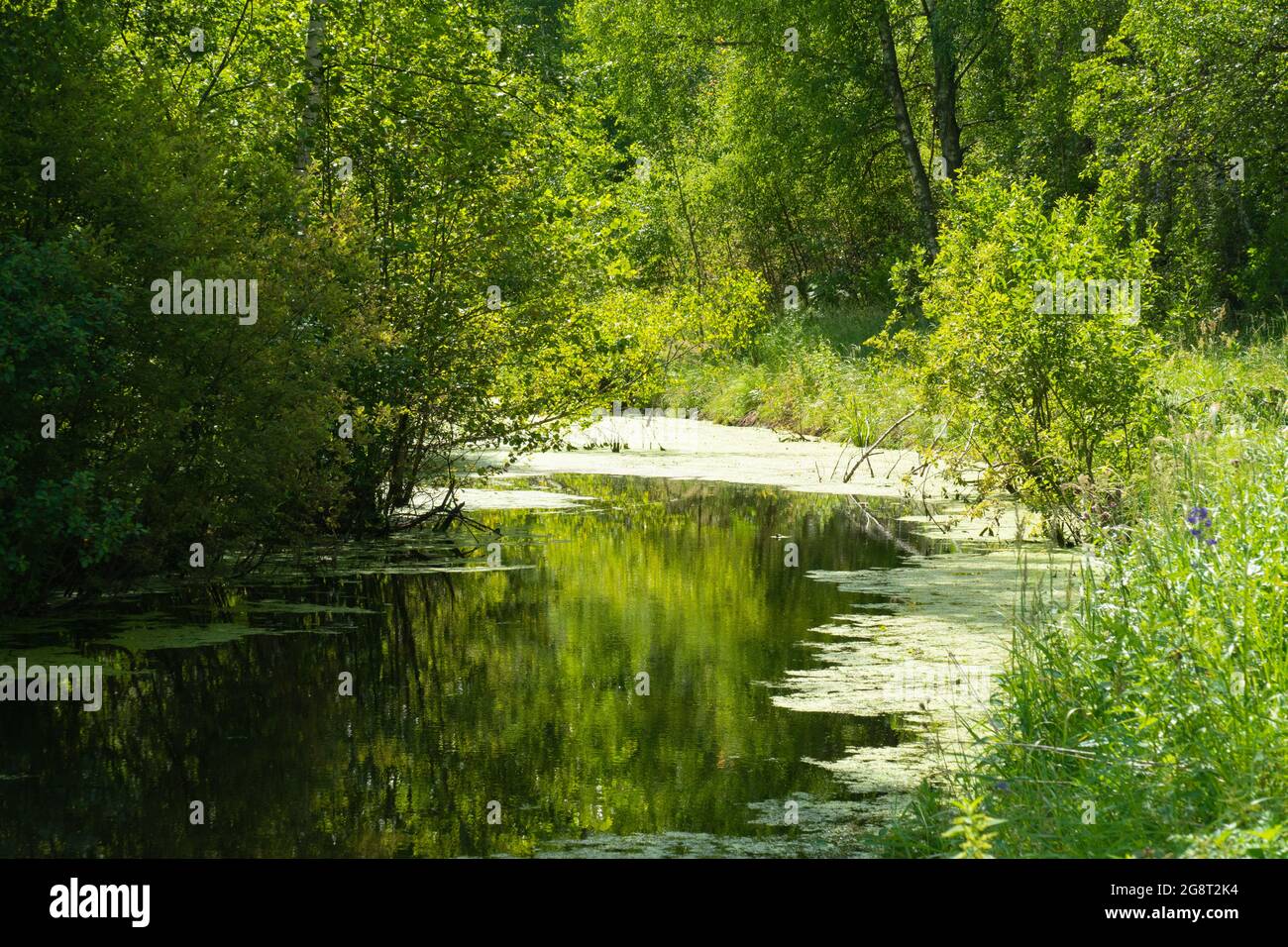 Lago di foresta in estate in tempo di sole 2021 Foto Stock