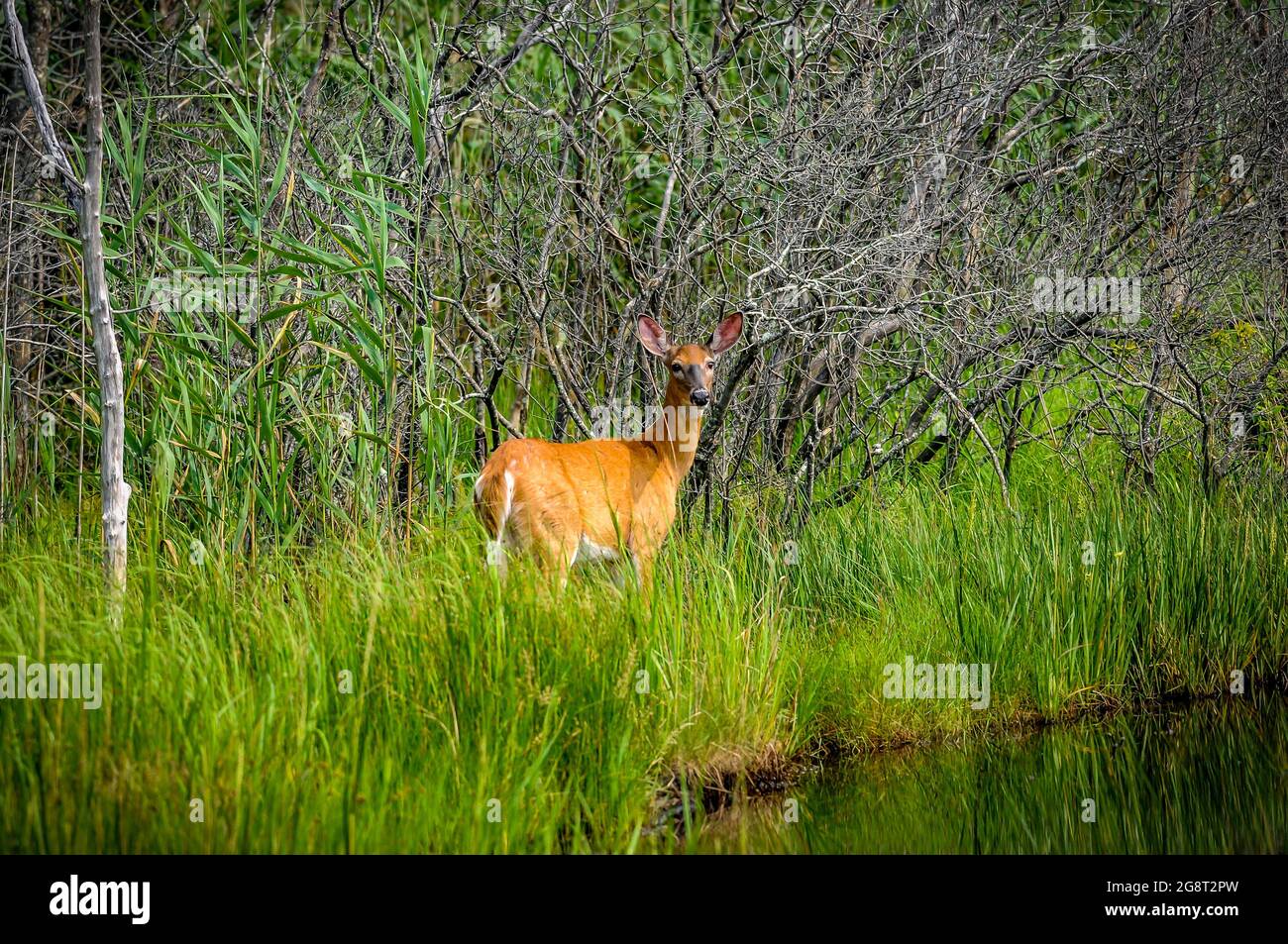 A Doe Deer, in una giornata molto calda soste per bere acqua. Anche un cervo ha bisogno di una bevanda di acqua fresca ma non a lungo. Anche in questo gioco riserva.. Foto Stock