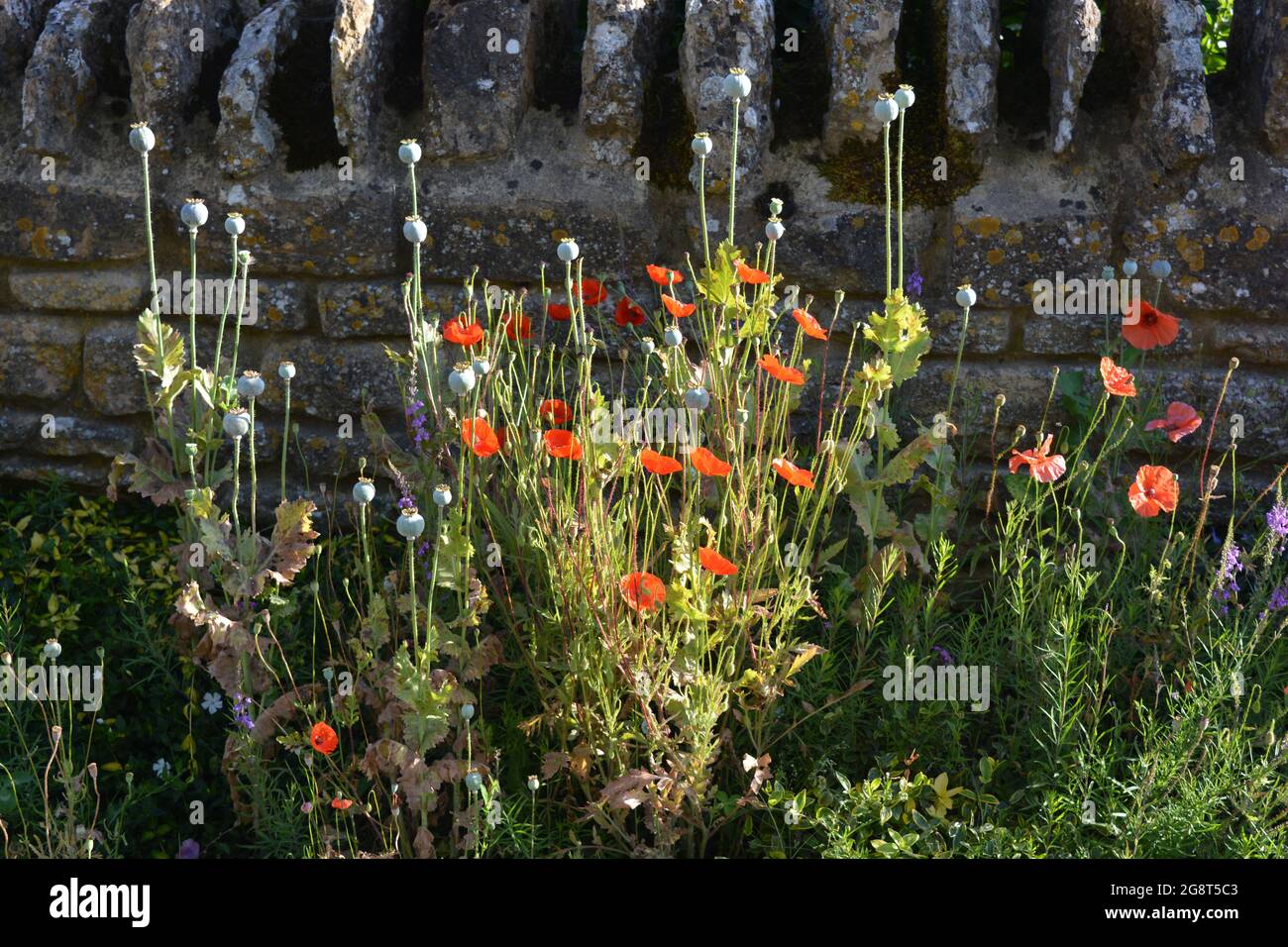 I fiori selvatici includono papaveri rossi luminosi che crescono di fronte al vecchio muro di pietra Foto Stock