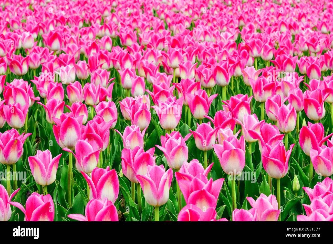 Bel campo di tulipani rosa o magenta primo piano. Sfondo primaverile con tulipani teneri. Sfondo floreale rosa. Foto Stock