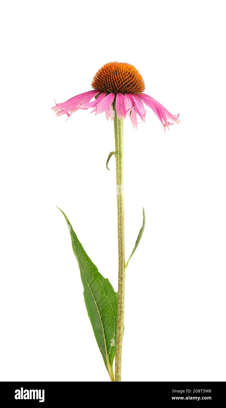 Echinacea purpurea fiori isolati su sfondo bianco. Piante medicinali a base di erbe. Foto Stock