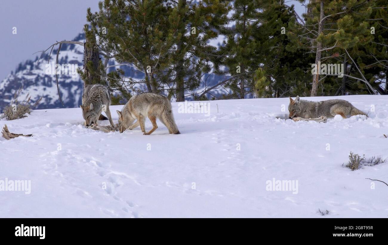 coyote tira su un osso di carcassa mentre due compagni di pacchetto si nutrono a yellowstone Foto Stock