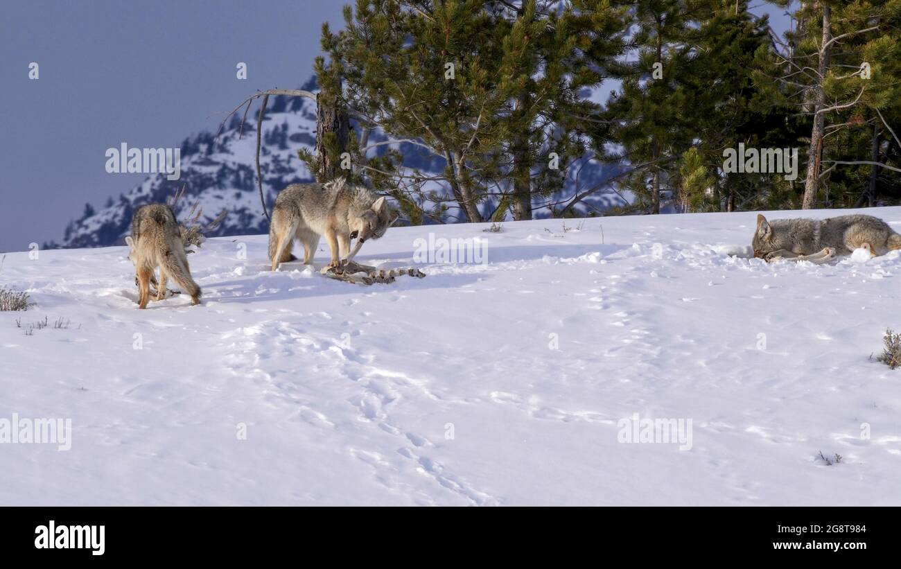 colpo invernale di tre coyotes che si nutrano sulle ossa di una carcassa in yellowstone Foto Stock