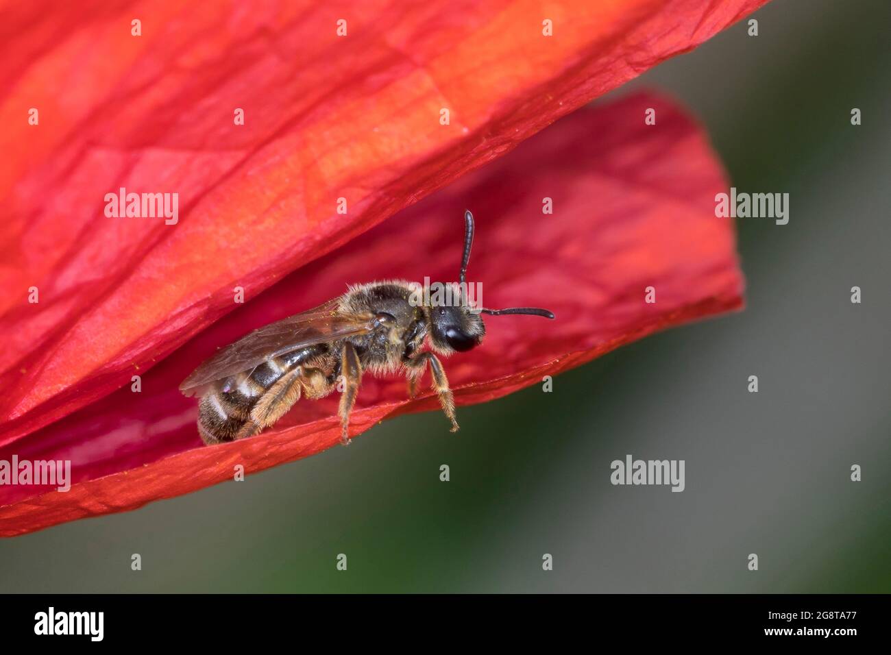 Ape comune del solco, ape del solco (Lasioglossum cf. Calceatum, Halictus cf. Calceatum), donna in visita a un fiore di papavero, Germania Foto Stock