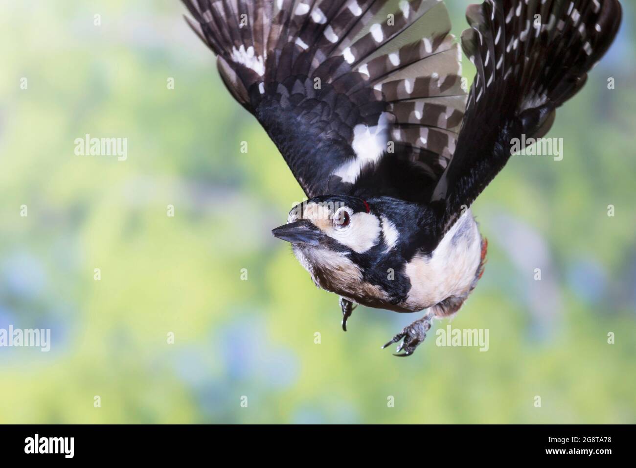 Grande picchio macchiato (Picoides Major, Dendrocopos Major), in volo, Germania Foto Stock