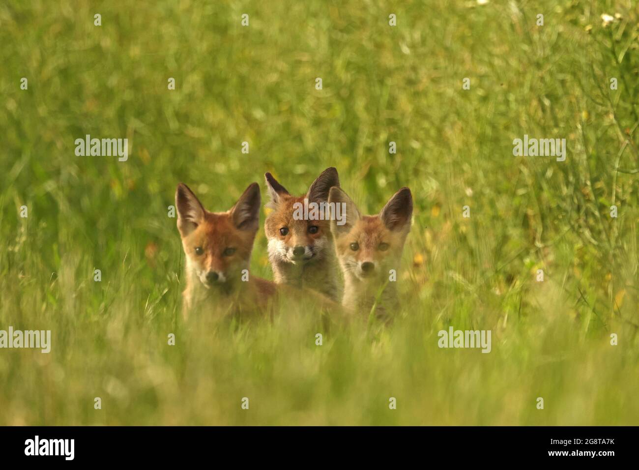 Volpe rossa (Vulpes vulpes), tre cuccioli di volpe siedono in un prato, Germania, Baden-Wuerttemberg Foto Stock