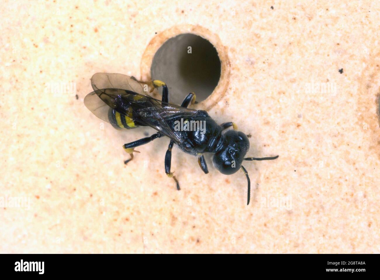 La vespa di digger (Crossocerus cfr quadrimaculatus), in un buco di un aiuto di nidificazione per le api selvatiche, Germania Foto Stock