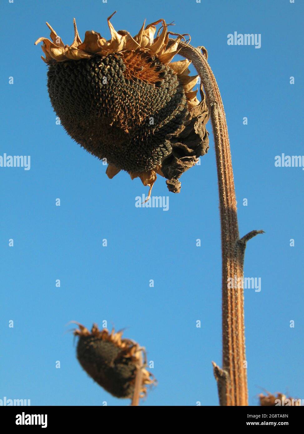 Girasole comune (Helianthus annuus), girasole prima della raccolta, infiorescenza secca Foto Stock