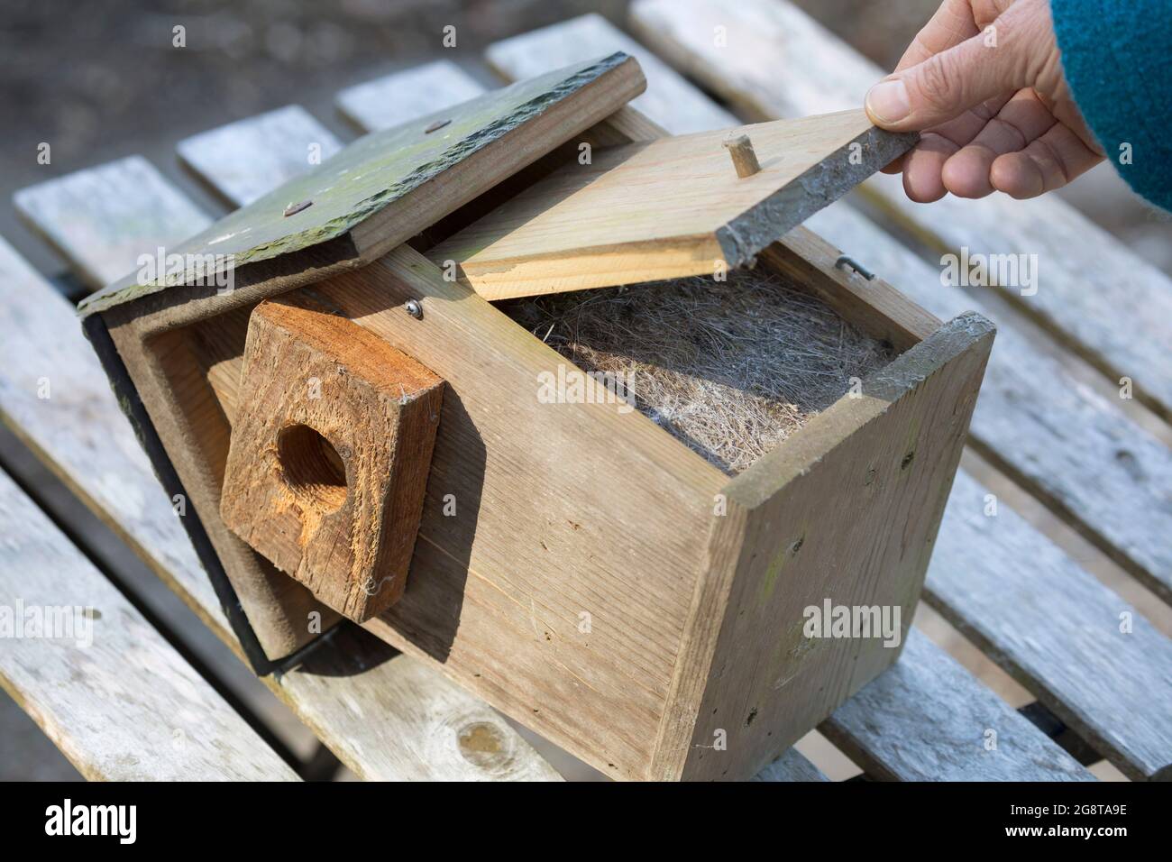 Pulire la scatola del nido, la scatola del nido è piena di materiale di nidificazione , Germania Foto Stock