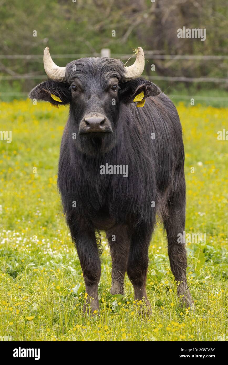 Bufali d'acqua asiatici, anoa (Bubalus spec.), giovane animale in piedi nel pascolo, Germania, Baviera Foto Stock