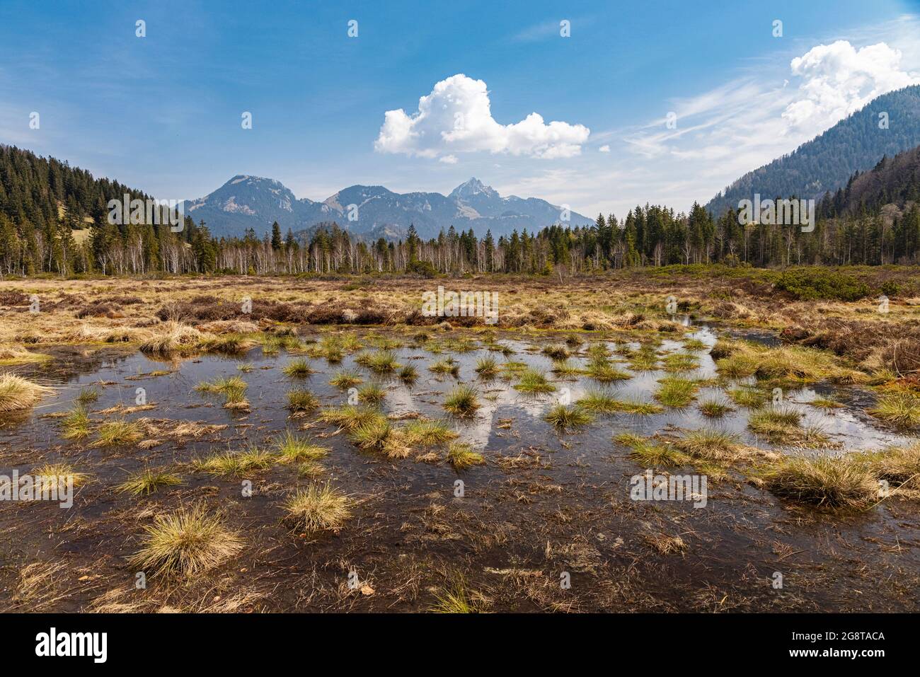Rewettet alto moor, con Wendelstein sullo sfondo, Germania, Baviera, Schliersee Foto Stock