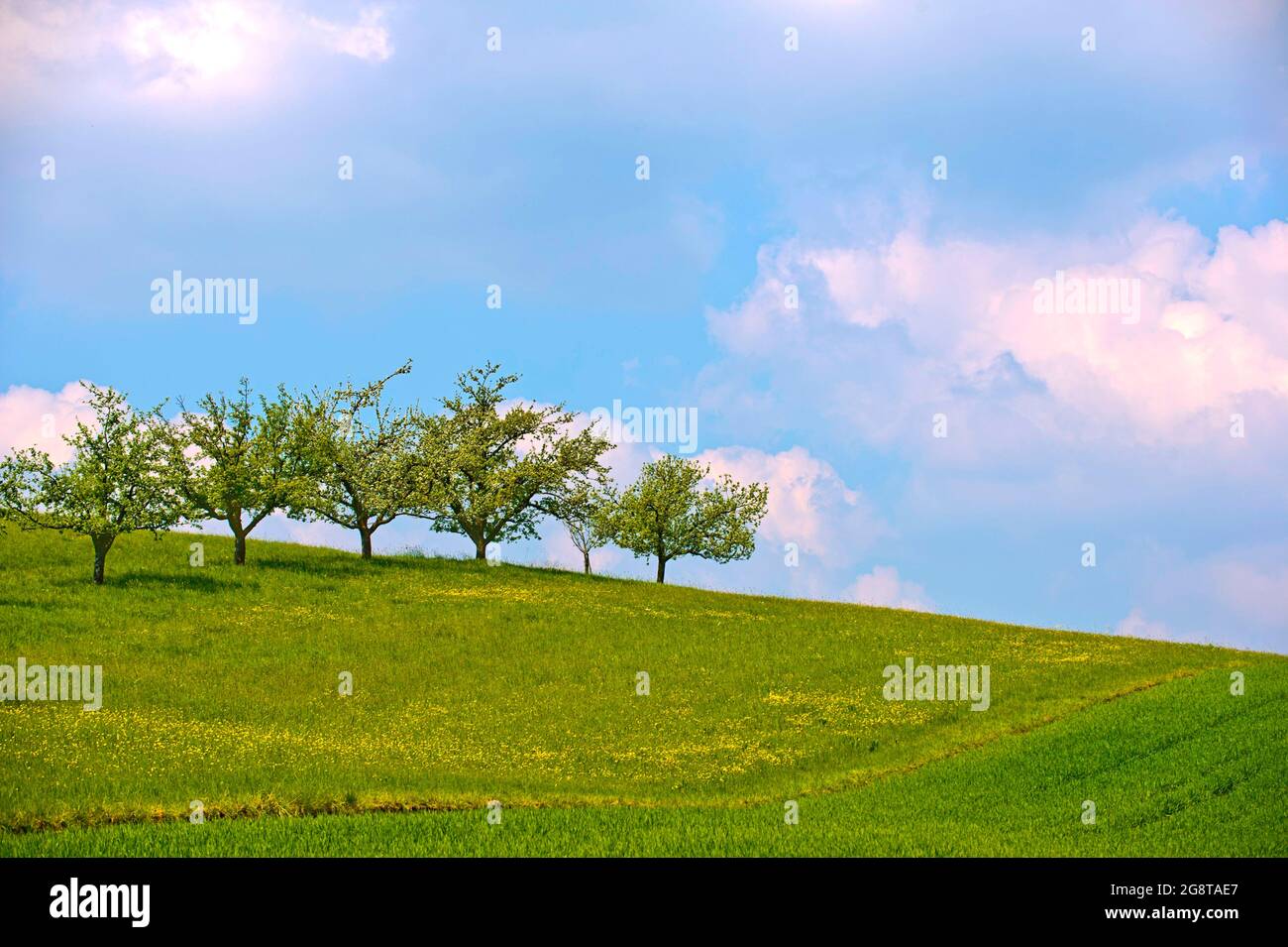 Prato di alberi di frutta in primavera, paesaggio primaverile, Germania Foto Stock