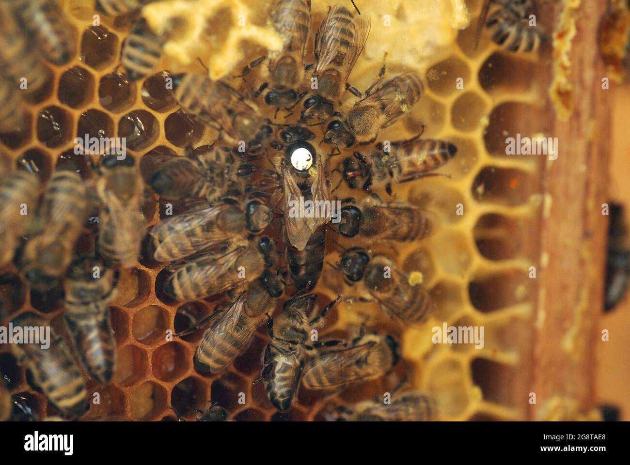 Ape di miele, ape di alveare (Apis mellifera mellifera), colonia di api con la regina, Germania, Baden-Wuerttemberg Foto Stock