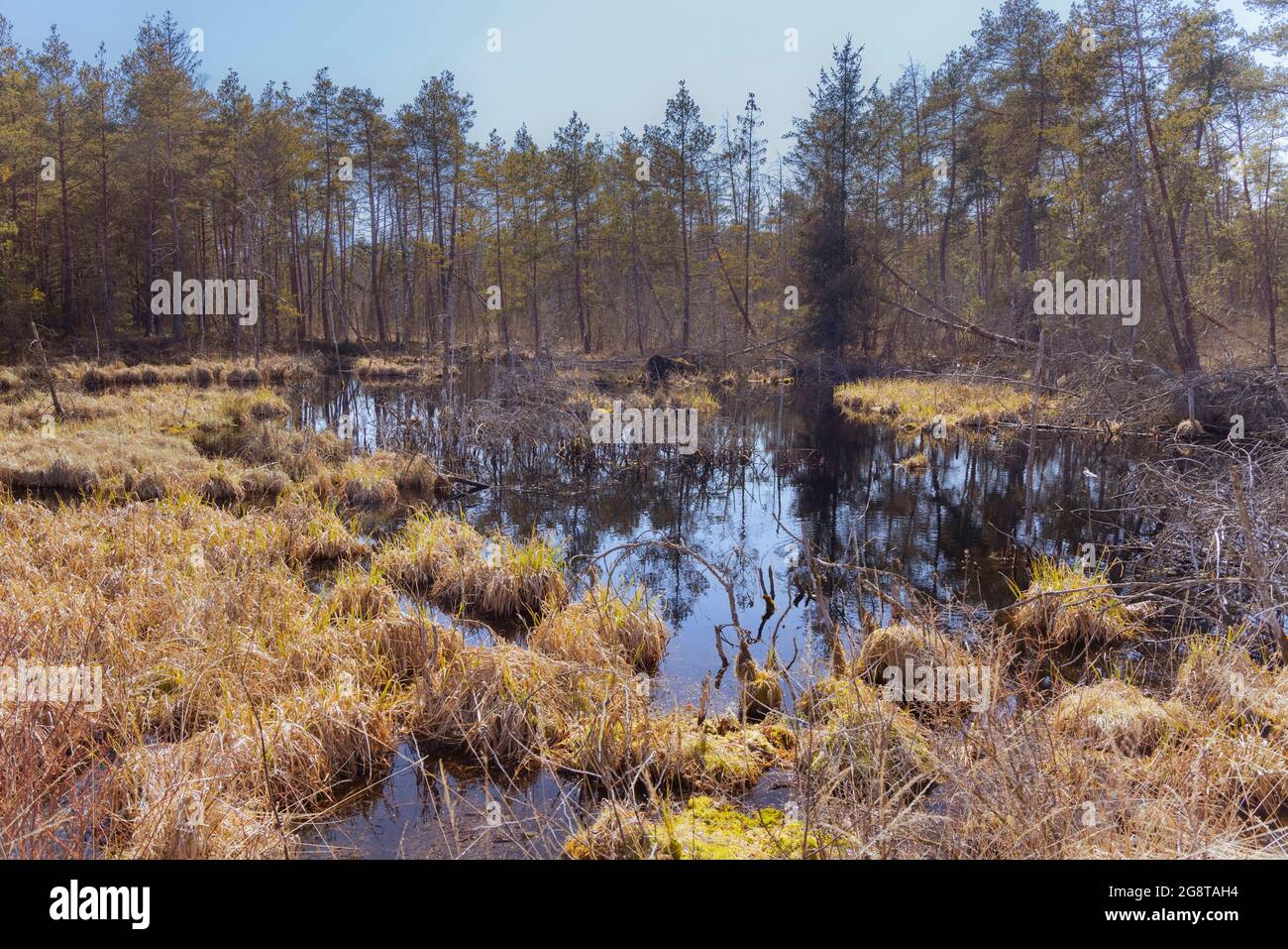 Rewettet alto moor, Germania, Baviera, Schliersee Foto Stock