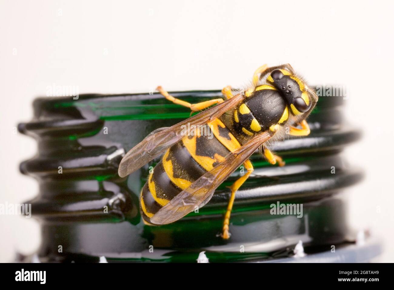 La vespa tedesca (Vespula germanica, Vespa germanica, Paravespula germanica), siede al collo di una bottiglia di plastica, tagliata, Austria Foto Stock
