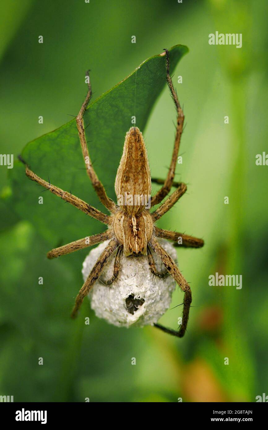 Nursery web ragno, fantastico ragno da pesca (Pisaura mirabilis), con bozzolo su una foglia, Austria Foto Stock