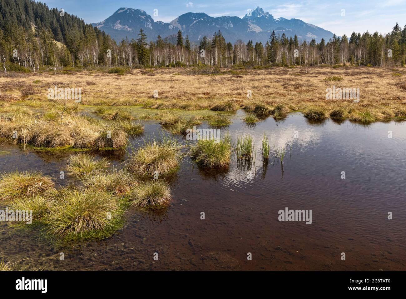 Rewettet alto moor, con Wendelstein sullo sfondo, Germania, Baviera, Schliersee Foto Stock