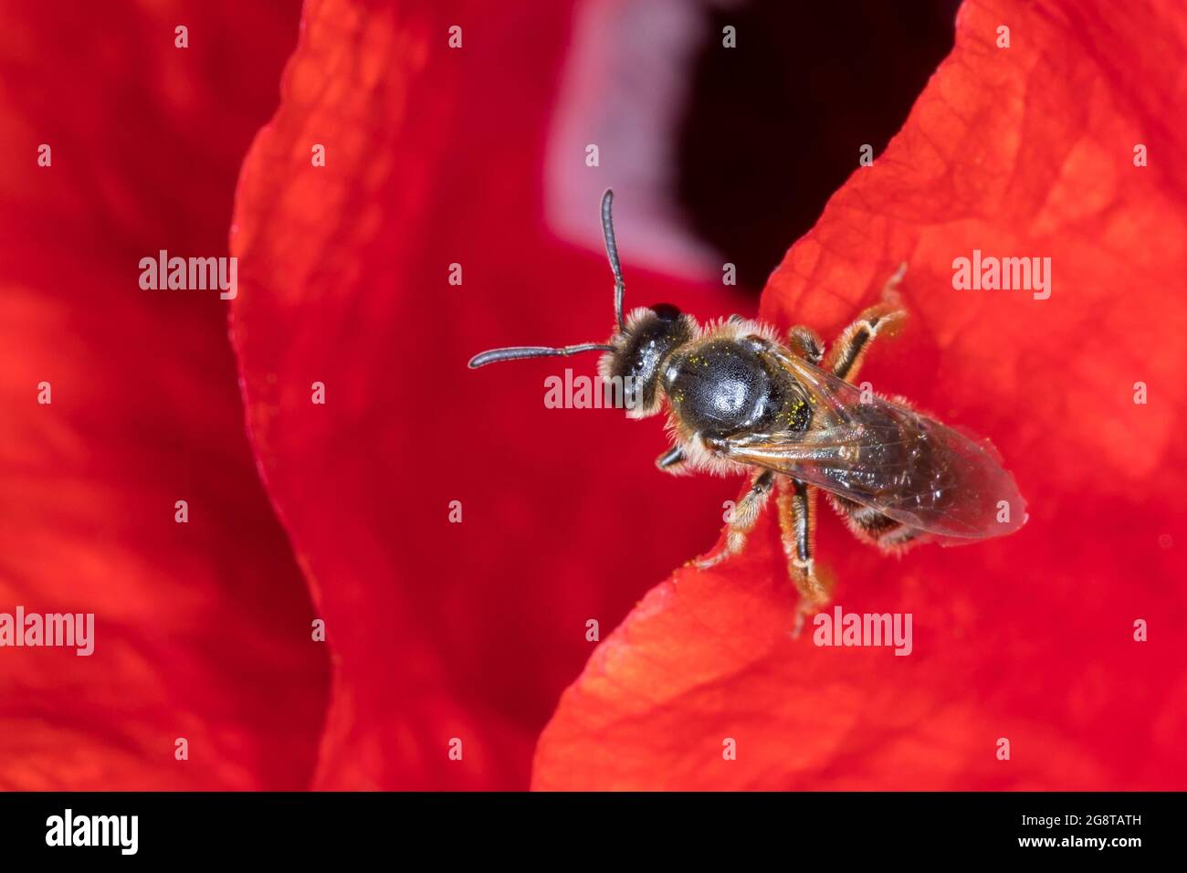 Ape comune del solco, ape del solco (Lasioglossum cf. Calceatum, Halictus cf. Calceatum), donna in visita a un fiore di papavero, Germania Foto Stock