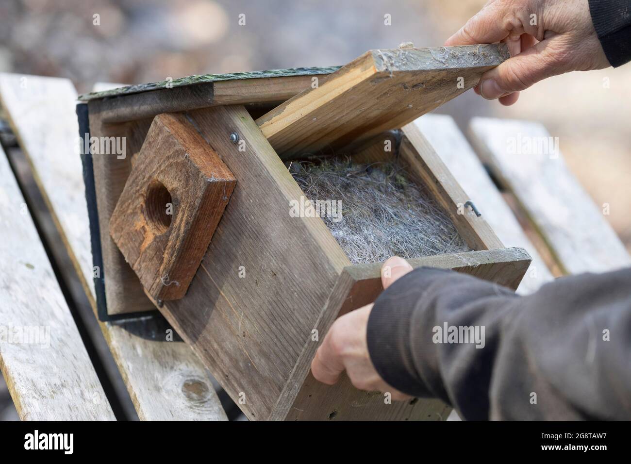 Pulire la scatola del nido, la scatola del nido è piena di materiale di nidificazione , Germania Foto Stock
