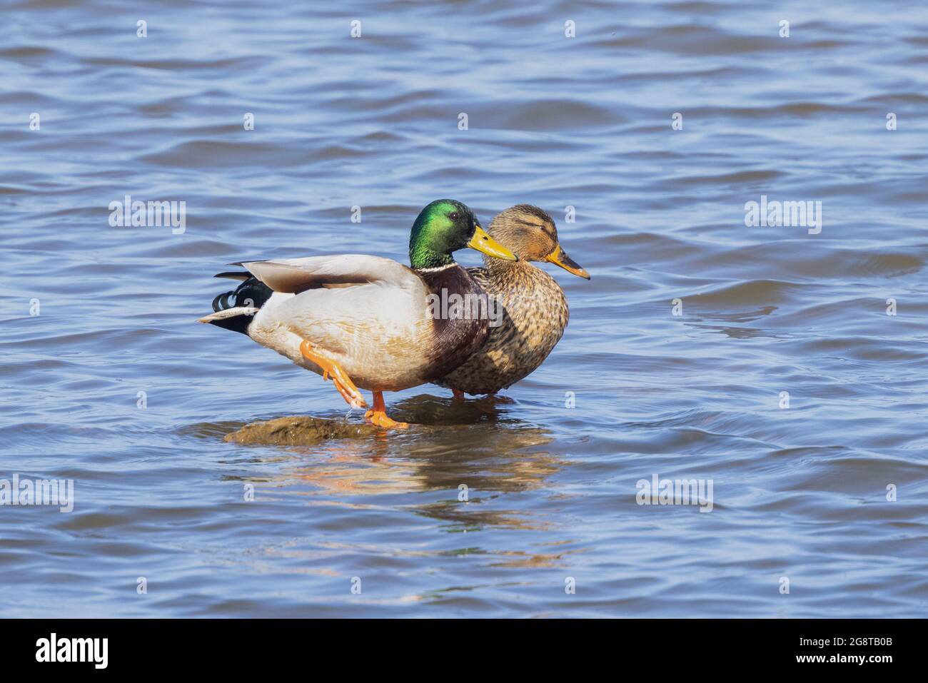 mallard (Anas platyrhynchos), drake e anatra su una pietra in acqua, Germania, Baviera Foto Stock