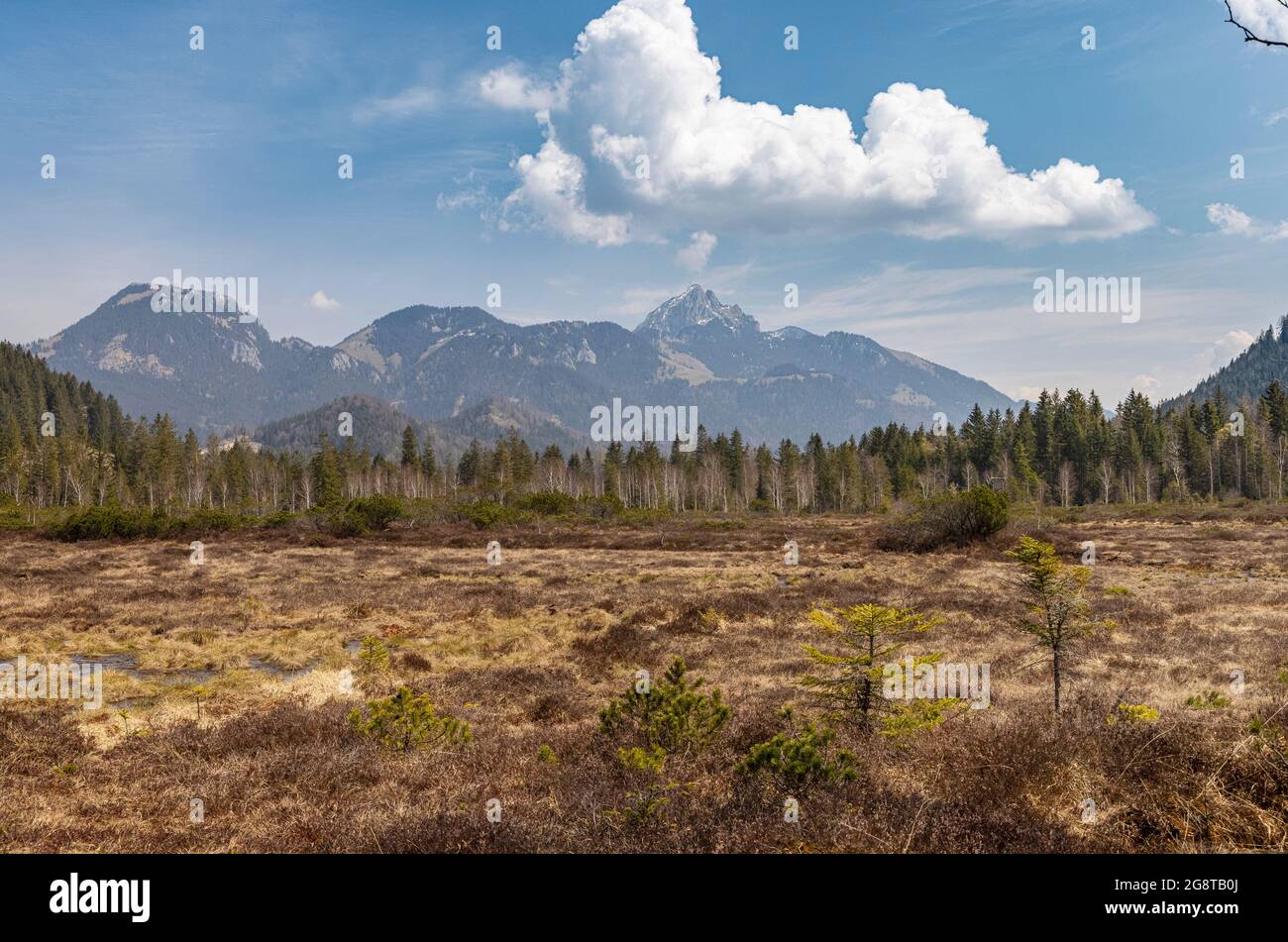 Rewettet alto moor, con Wendelstein sullo sfondo, Germania, Baviera, Schliersee Foto Stock