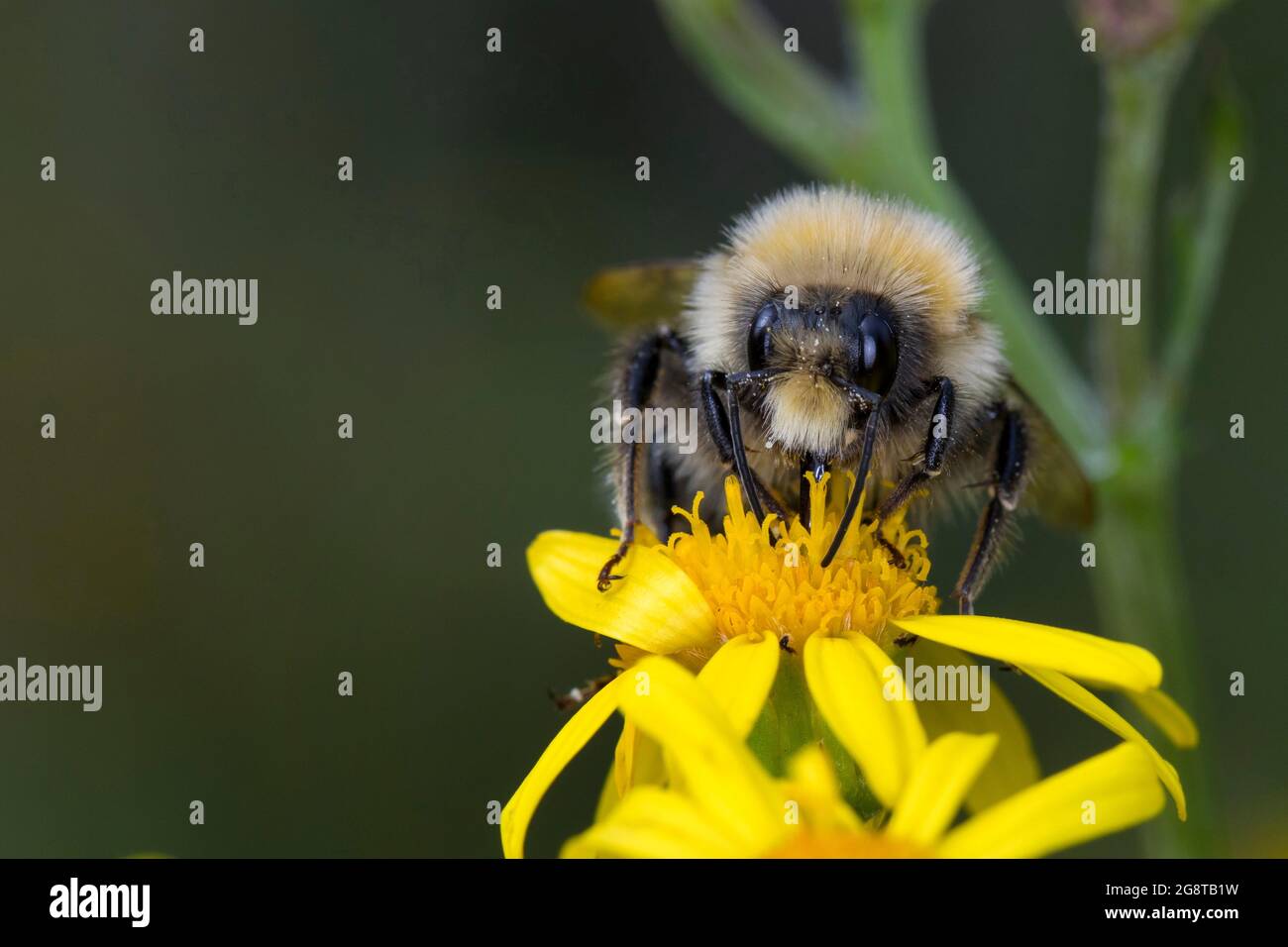 Ape bumble dalla coda bianca (Bombus lucorum), fiore maschile in visita di ragwort comune, Senecio jacobaea, Germania Foto Stock