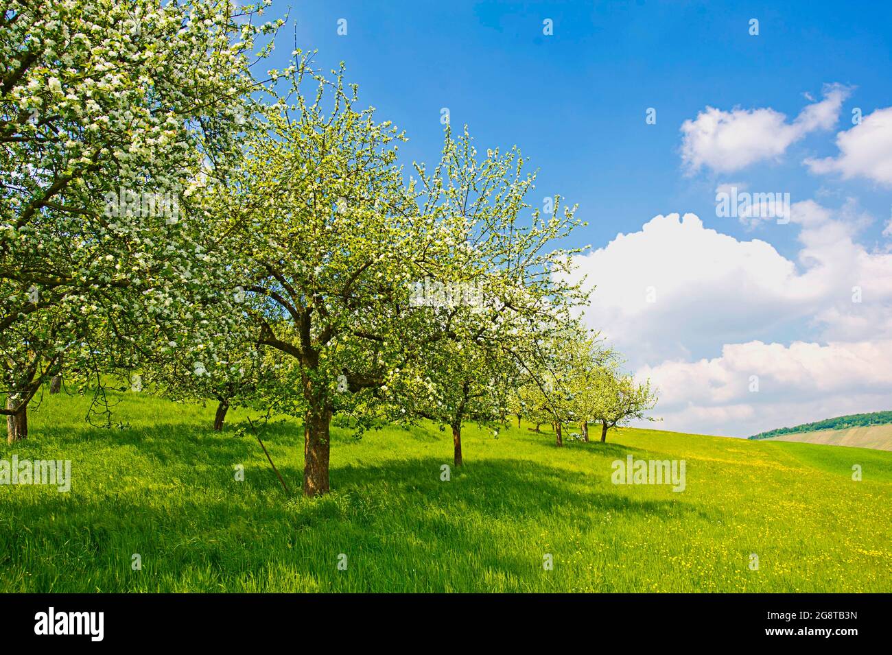 Prato di alberi di frutta in primavera, paesaggio primaverile, Germania Foto Stock