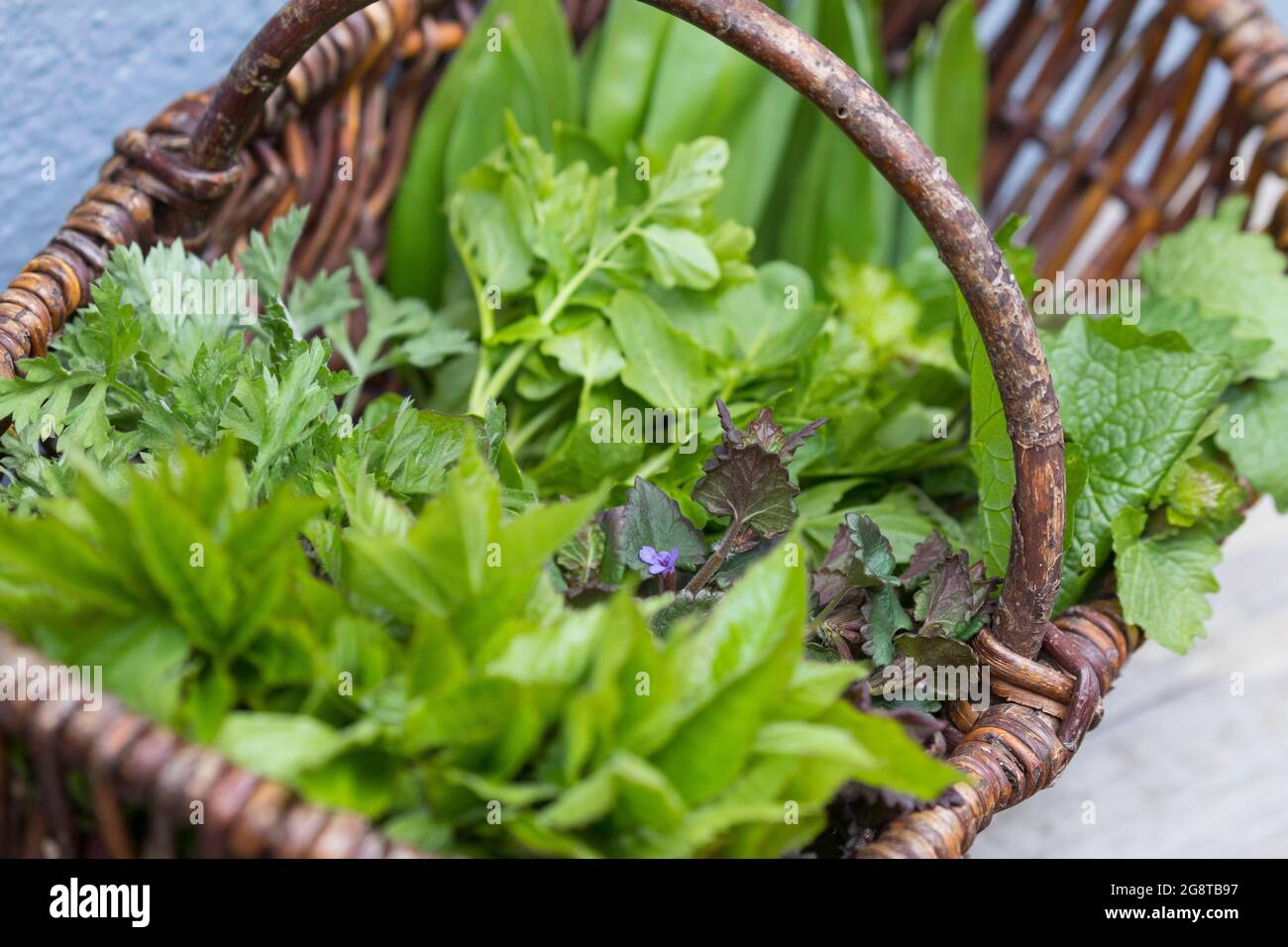 Erbe di primavera raccolte in un cesto, Germania Foto Stock